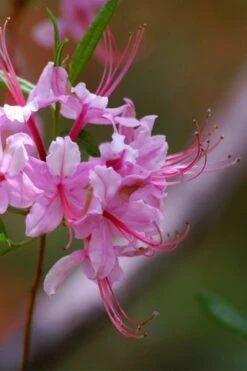Pinxterbloom Azalea (Rhododendron Periclymenoides) - 3 Gallon Pot -Garden Plant Shop Native Azalea Pinxterbloom 10