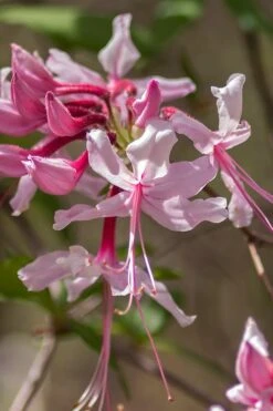 Pinxterbloom Azalea (Rhododendron Periclymenoides) - 3 Gallon Pot -Garden Plant Shop Native Azalea Pinxterbloom 9