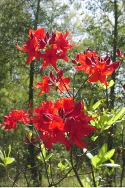 Radiant Red Aromi Azalea (Rhododendron Hybrid) - 1 Gallon Pot 3 Radiant Red Aromi Azalea (Rhododendron Hybrid) - 1 Gallon Pot -Garden Plant Shop Native Azalea Radiant Red 6 2