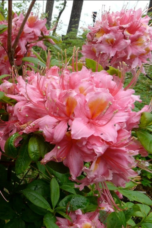 Samford Sorbet Native Azalea (Rhododendron) - 3 Gallon Pot Samford Sorbet Native Azalea (Rhododendron) - 3 Gallon Pot -Garden Plant Shop Native Azalea Samford Sorbet 3