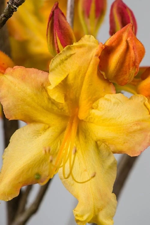 Solar Flare Sunbow Azalea - 3 Gallon Pot Solar Flare Sunbow Azalea - 3 Gallon Pot -Garden Plant Shop Native Azalea Solar Flare Sunbow BS