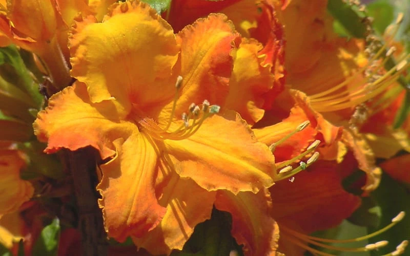 Solar Glow Sunbow Azalea - 3 Gallon Pot Solar Glow Sunbow Azalea - 3 Gallon Pot -Garden Plant Shop Native Azalea Solar Glow 2 1