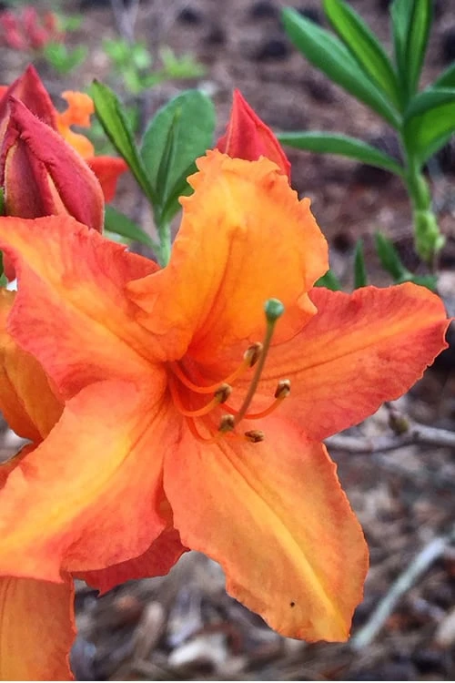 Solar Glow Sunbow Azalea - 3 Gallon Pot Solar Glow Sunbow Azalea - 3 Gallon Pot -Garden Plant Shop Native Azalea Solar Sunglow 1 1