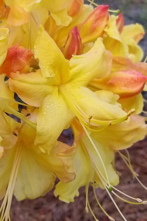 Solar Flare Sunbow Azalea - 3 Gallon Pot Solar Flare Sunbow Azalea - 3 Gallon Pot -Garden Plant Shop Native Azalea Solor Flare Sunbow 1