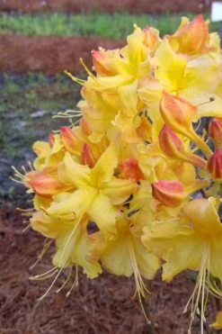 Solar Flare Sunbow Azalea - 3 Gallon Pot 4 Solar Flare Sunbow Azalea - 3 Gallon Pot -Garden Plant Shop Native Azalea Solor Flare Sunbow 2