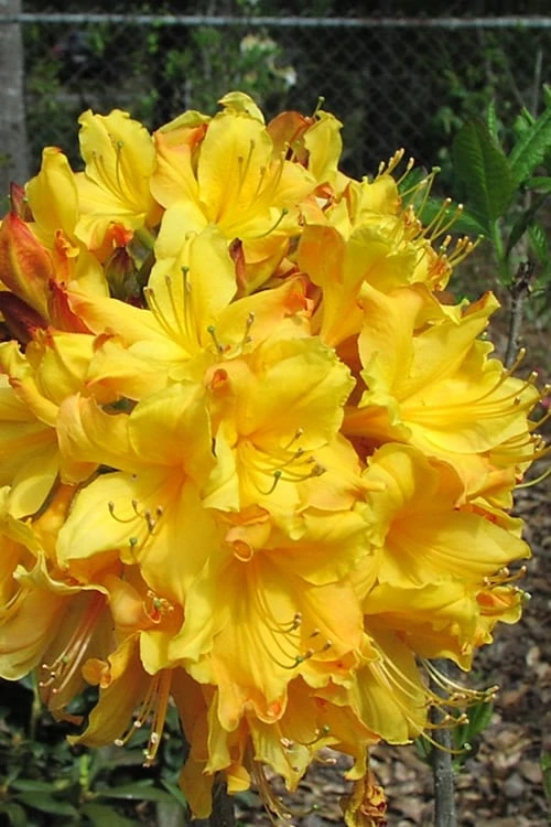 Spring Fanfare Aromi Azalea (Rhododendron hybrid) - 1 Gallon Pot Spring Fanfare Aromi Azalea (Rhododendron Hybrid) - 1 Gallon Pot -Garden Plant Shop Native Azalea Spring Fanfare 2 1