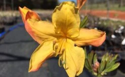 Spring Fanfare Aromi Azalea (Rhododendron Hybrid) - 3 Gallon Pot -Garden Plant Shop Native Azalea Spring Fanfare 3