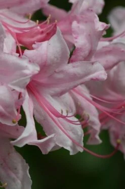 Spring Sensation Aromi Azalea (Rhododendron Hybrid) - 1 Gallon Pot 3 Spring Sensation Aromi Azalea (Rhododendron Hybrid) - 1 Gallon Pot -Garden Plant Shop Native Azalea Spring Sensation 2