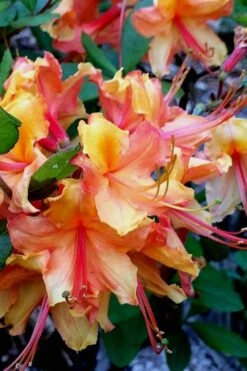 Tallulah Sunrise Native Azalea (Rhododendron) - 1 Gallon Pot -Garden Plant Shop Native Azalea Tallulah Sunrise 21