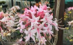 Varnadoes Phlox Pink Native Azalea - Rhododendron Canescens - 3 Gallon Pot 6 Varnadoes Phlox Pink Native Azalea - Rhododendron Canescens - 3 Gallon Pot -Garden Plant Shop Native Azalea Varnadoes Pink Phlox 50 1