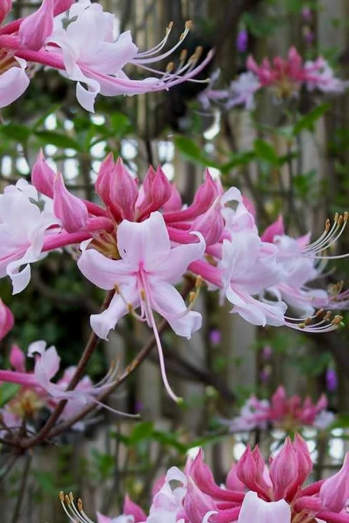 Varnadoes Phlox Pink Native Azalea - Rhododendron canescens - 3 Gallon Pot Varnadoes Phlox Pink Native Azalea - Rhododendron Canescens - 3 Gallon Pot -Garden Plant Shop Native Azalea Varnadoes Pink Phlox 51 1