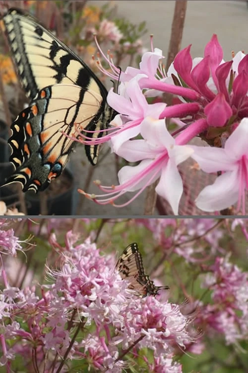 Varnadoes Phlox Pink Native Azalea - Rhododendron canescens - 3 Gallon Pot Varnadoes Phlox Pink Native Azalea - Rhododendron Canescens - 3 Gallon Pot -Garden Plant Shop Native Azalea Varnadoes Pink Phlox 55 1