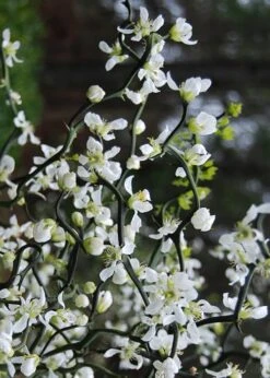 Flying Dragon Hardy Orange Tree - 3 Gallon Pot -Garden Plant Shop Orange Flying Dragon 10
