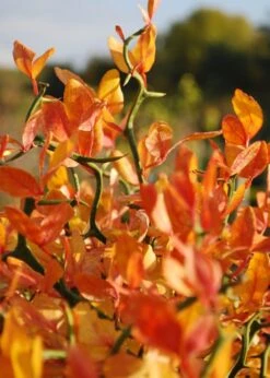 Flying Dragon Hardy Orange Tree - 7 Gallon Pot (3-4') -Garden Plant Shop Orange Flying Dragon 13 1