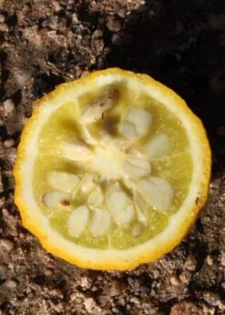 Flying Dragon Hardy Orange Tree - 7 Gallon Pot (5-6') (COPY) -Garden Plant Shop Orange Flying Dragon 5 2