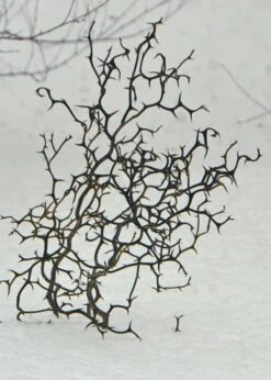 Flying Dragon Hardy Orange Tree - 3 Gallon Pot -Garden Plant Shop Orange Flying Dragon 7