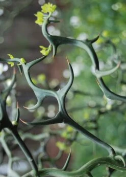 Flying Dragon Hardy Orange Tree - 7 Gallon Pot (5-6') (COPY) -Garden Plant Shop Orange Flying Dragon 9 2