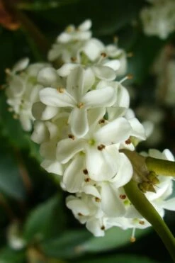 Wheeler's Cold Hardy Fragrant Tea Olive (Osmanthus) - 3 Gallon Pot -Garden Plant Shop Osmanthus Carl Wheeler 9