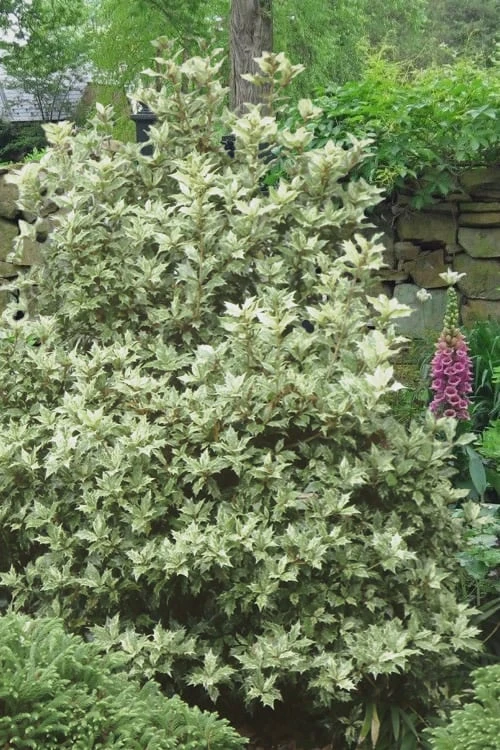 Goshiki Osmanthus (Variegated False Holly) - 7 Gallon Pot Goshiki Osmanthus (Variegated False Holly) - 7 Gallon Pot -Garden Plant Shop Osmanthus Goshiki 20
