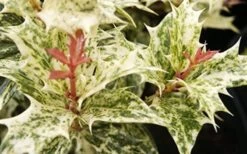 Goshiki Osmanthus (Variegated False Holly) - 2 Gallon Pot -Garden Plant Shop Osmanthus Goshiki Foliage Closeup 2 3