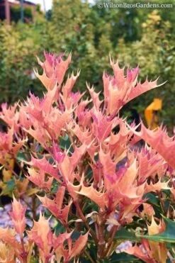 Party Lights Pink Flush Tea Olive - Osmanthus Heterophyllus - 5 Gallon Pot -Garden Plant Shop Osmanthus Party Lights 11