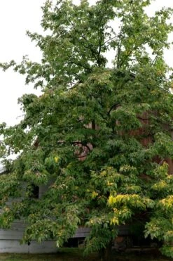 American Persimmon Tree - Diospyros Virginiana - 2 Gallon Pot -Garden Plant Shop Persimmon American 2 3