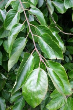 American Persimmon Tree - Diospyros Virginiana - 2 Gallon Pot -Garden Plant Shop Persimmon American 3 3