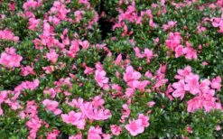 Chinzan Dwarf Azalea - 6 Pack Of 1 Gallon Pots -Garden Plant Shop Picture Azalea Chinzan 1