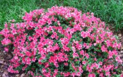 Chinzan Dwarf Azalea - 6 Pack Of 1 Gallon Pots -Garden Plant Shop Picture Azalea Chinzan 2 1
