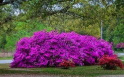 Formosa Southern Indica Azalea - 7 Gallon Pot -Garden Plant Shop Picture Azlea Formosa Shrub 5 1