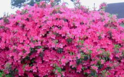 Judge Solomon Southern Indica Azalea - 3 Gallon Pot -Garden Plant Shop Picture Azlea Judge Solomon Flowers 1