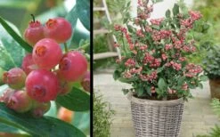 Pink Lemonade Blueberry - 1 Gallon Pot -Garden Plant Shop Picture Blueberry Pink Lemonade 1 2