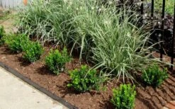 Baby Gem Boxwood - 2 Gallon Pot -Garden Plant Shop Picture Boxwood Baby Gem Edger