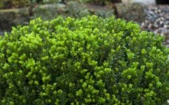 Baby Gem Boxwood - 2 Gallon Pot -Garden Plant Shop Picture Boxwood Baby Gem Leaves