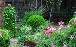 Baby Gem Boxwood - 7 Gallon Pot -Garden Plant Shop Picture Boxwood Baby Gem Specimen 2