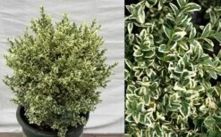 Dwarf Variegated Boxwood - 3 Gallon Pot -Garden Plant Shop Picture Boxwood Dwarf Variegated 4