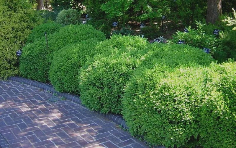 Franklins Gem Dwarf Boxwood - 1 Gallon Pot Franklins Gem Dwarf Boxwood - 1 Gallon Pot -Garden Plant Shop Picture Boxwood Franklins Gem 2