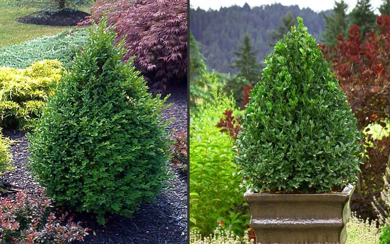 Green Mountain Boxwood - 2 Gallon Pot Green Mountain Boxwood - 2 Gallon Pot -Garden Plant Shop Picture Boxwood Green Mountain 2 3