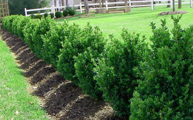 Green Mountain Boxwood - 2 Gallon Pot Green Mountain Boxwood - 2 Gallon Pot -Garden Plant Shop Picture Boxwood Green Mountain Hedge 3