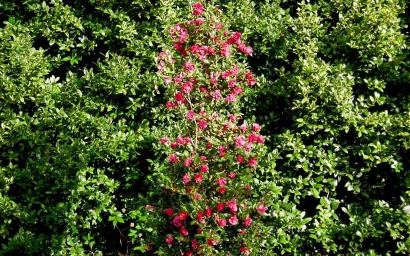 October Magic Rose Camellia - 3 Gallon Pot October Magic Rose Camellia - 3 Gallon Pot -Garden Plant Shop Picture Camellia October Magic Rose Column 1