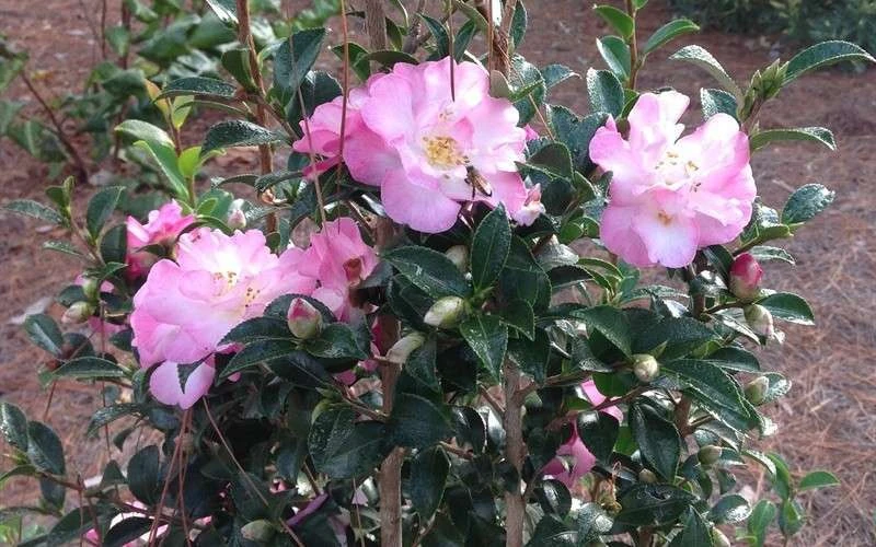 October Magic Orchid Camellia - 7 Gallon Pot October Magic Orchid Camellia - 7 Gallon Pot -Garden Plant Shop Picture CamelliaOrchidOctoberMajic 2 3