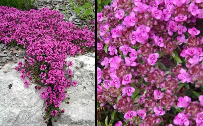 Red Creeping Thyme (Thymus praecox 'Coccineus') - 8 Pack of Quart Pots Red Creeping Thyme (Thymus Praecox 'Coccineus') - 8 Pack Of Quart Pots -Garden Plant Shop Picture Creeping Thyme Red 4 2