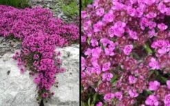 Red Creeping Thyme (Thymus Praecox 'Coccineus') - 6 Pack Of Pint Pots 5 Red Creeping Thyme (Thymus Praecox 'Coccineus') - 6 Pack Of Pint Pots -Garden Plant Shop Picture Creeping Thyme Red 4 3
