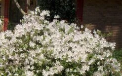 Autumn Ivory Encore Azalea - 1 Gallon Pot 3 Autumn Ivory Encore Azalea - 1 Gallon Pot -Garden Plant Shop Picture Encore Azalea Ivory 3 1