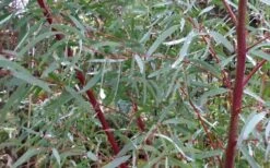 Angus Cold Hardy Eucalyptus Tree (Eucalyptus Nicholii) - 2 Gallon Pot -Garden Plant Shop Picture Eucalyptus Tree Anugus Willow Leaf Peppermint 2