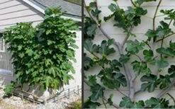 Brown Turkey Fig Tree - 5 Gallon Pot 6 Brown Turkey Fig Tree - 5 Gallon Pot -Garden Plant Shop Picture Fig Brown Turkey Espalier 1