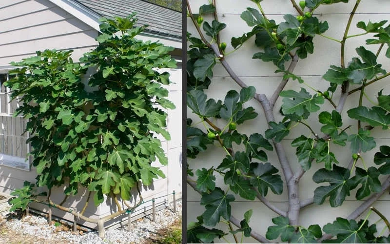 Brown Turkey Fig Tree - 5 Gallon Pot Brown Turkey Fig Tree - 5 Gallon Pot -Garden Plant Shop Picture Fig Brown Turkey Espalier 1
