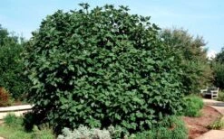 Brown Turkey Fig Tree - 1 Gallon Pot 5 Brown Turkey Fig Tree - 1 Gallon Pot -Garden Plant Shop Picture Fig Brown Turkey Shrub Large 2