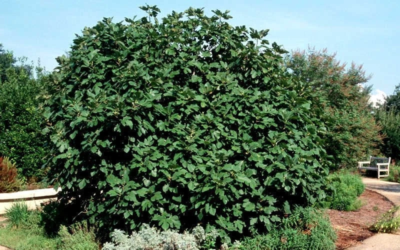 Brown Turkey Fig Tree - 1 Gallon Pot Brown Turkey Fig Tree - 1 Gallon Pot -Garden Plant Shop Picture Fig Brown Turkey Shrub Large 2