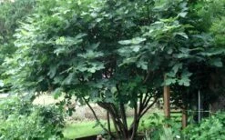 Brown Turkey Fig Tree - 1 Gallon Pot 8 Brown Turkey Fig Tree - 1 Gallon Pot -Garden Plant Shop Picture Fig Brown Turkey Tree Multi 2